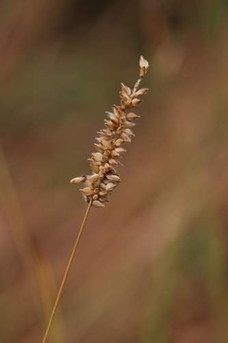 Sacciolepis myosuroides iNat (2)