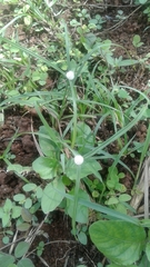 Cyperaceae