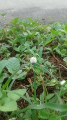 Cyperaceae
