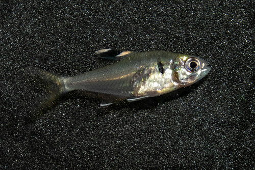 Hyphessobrycon simulatus — Characidae — 2