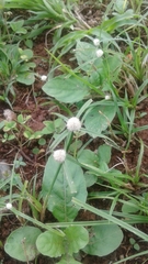 Cyperaceae