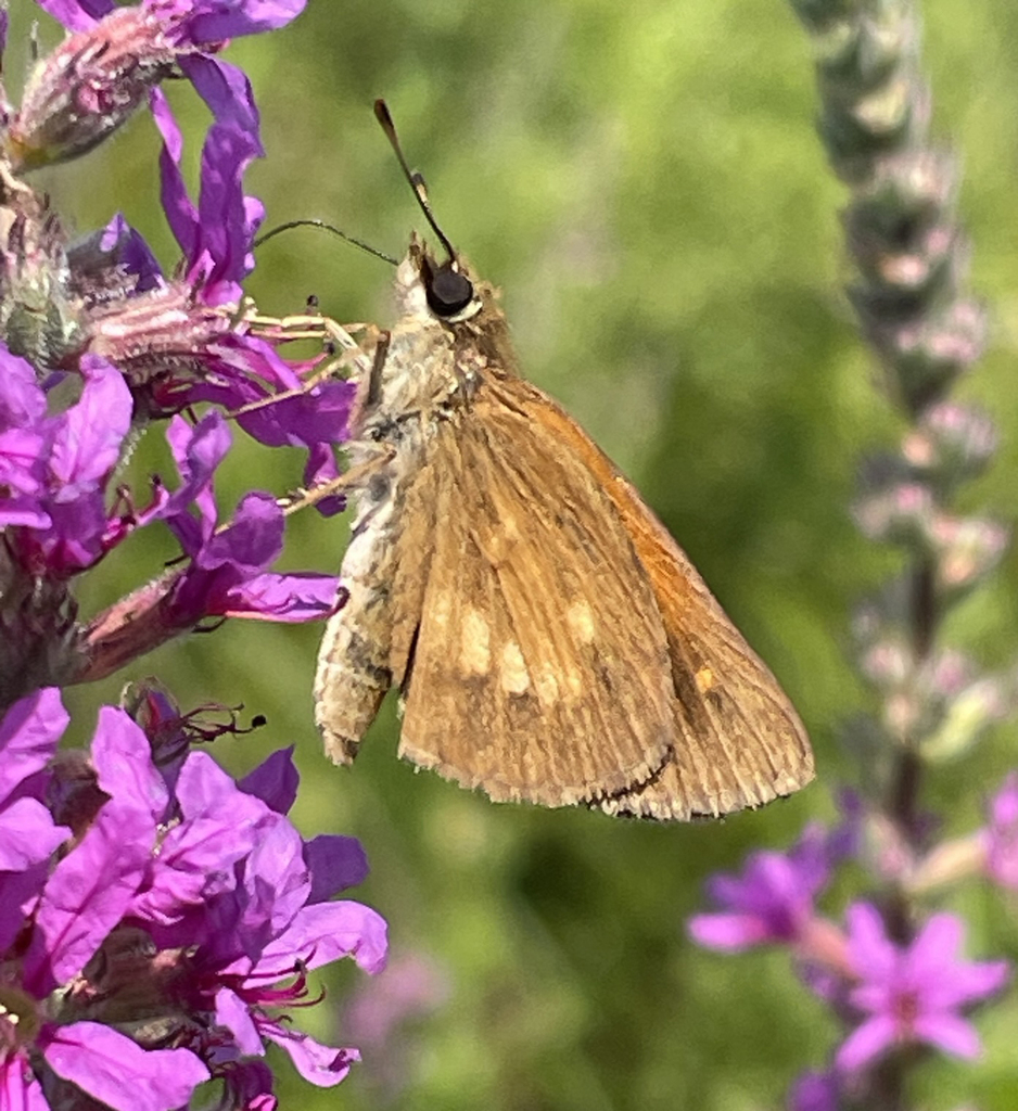 broad-winged-skipper-from-south-eliot-eliot-me-03903-usa-on-july-26