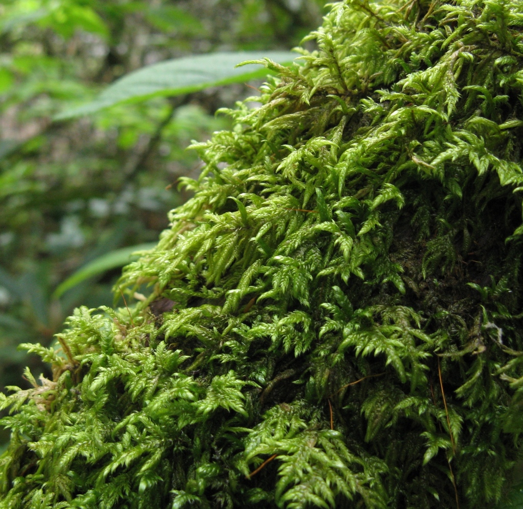 Heterophyllium nemorosum (Heterophyllium nemorosum)