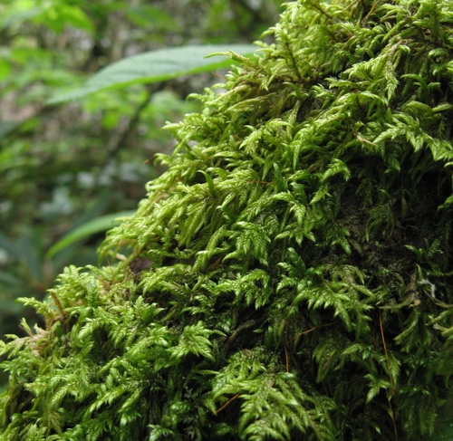 Heterophyllium nemorosum observed 2009-05-15