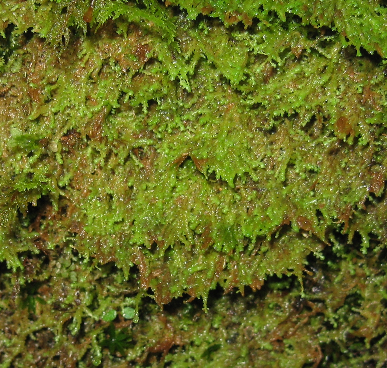 Radula sullivantii