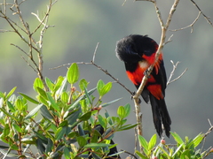 Hypopyrrhus pyrohypogaster