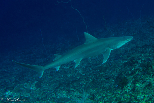 Representative image of Hemipristis