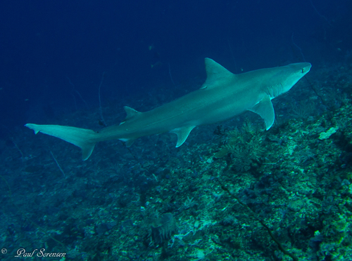 Elliot's grey shark (Hemipristis elongata) — Hemigaleidae — 2
