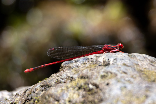 Megalagrion vagabundum observed 2024-06-16