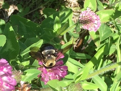 Xylocopa virginica