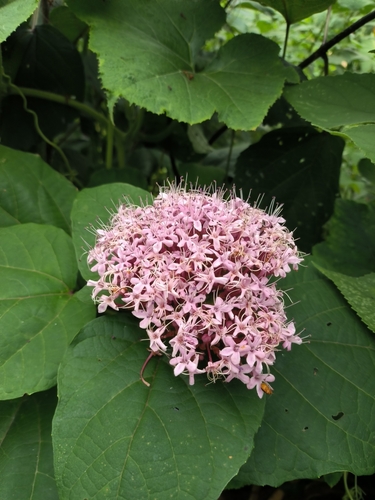 rose glorybower