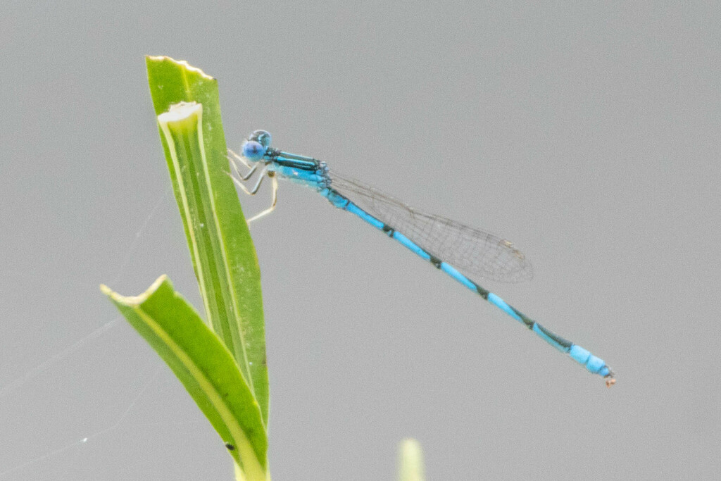 Double-striped Bluet
