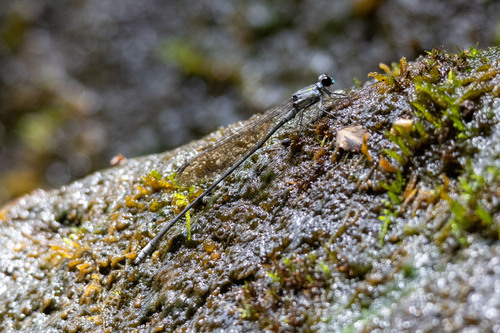 Megalagrion eudytum observed 2024-06-16