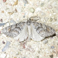 Galenara lixaria