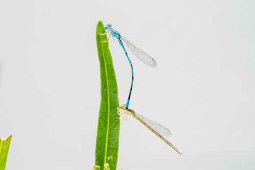 Double-striped Bluet photo 5