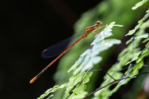 Megalagrion vagabundum observed 2024-06-16