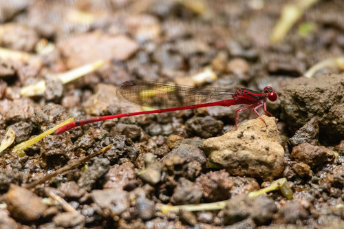 Megalagrion vagabundum observed 2024-06-16