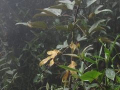 Oreopanax bogotensis