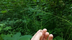 Carex debilis