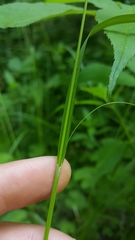 Carex debilis