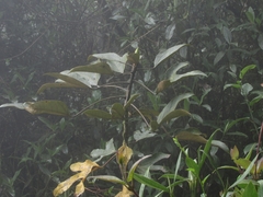 Oreopanax bogotensis