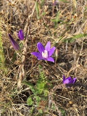 Brodiaea stellaris