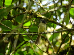 Leptopogon superciliaris