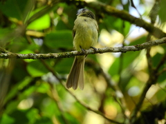 Leptopogon superciliaris