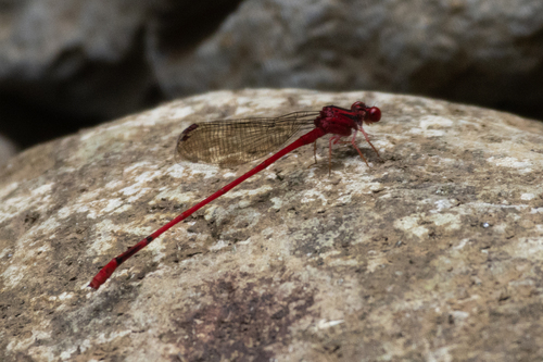 Megalagrion vagabundum observed 2024-06-16