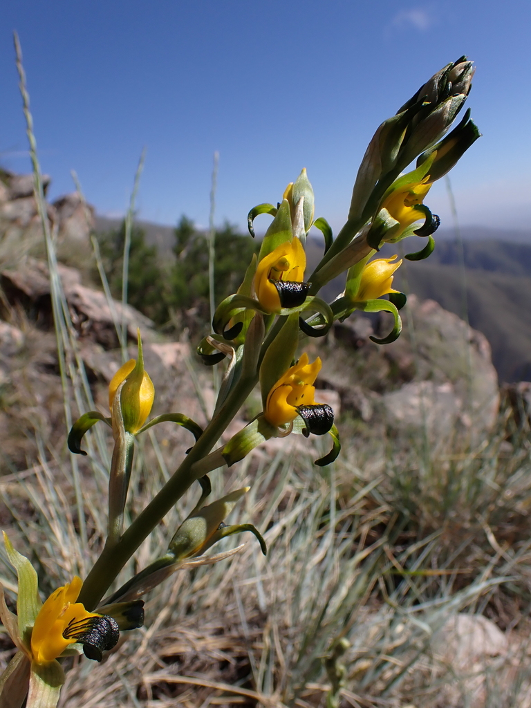 Chloraea disoides