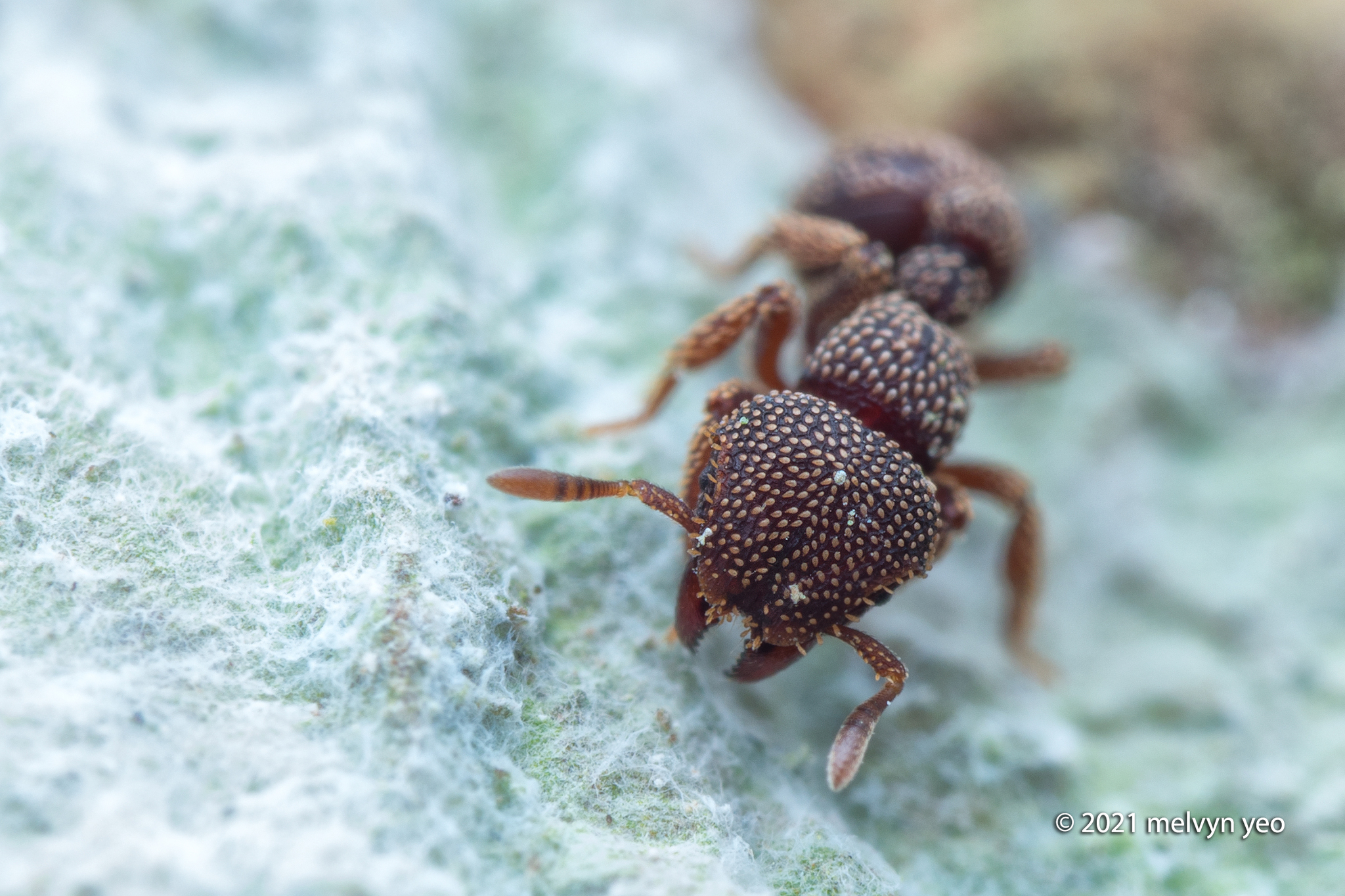 Calyptomyrmex beccarii