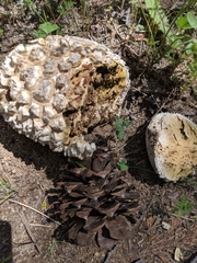 Calvatia sculpta