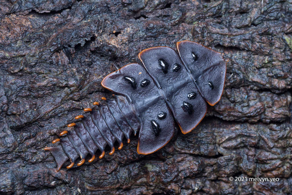Platerodrilus ruficollis