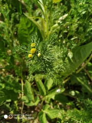 Matricaria discoidea