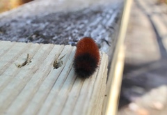 Pyrrharctia isabella