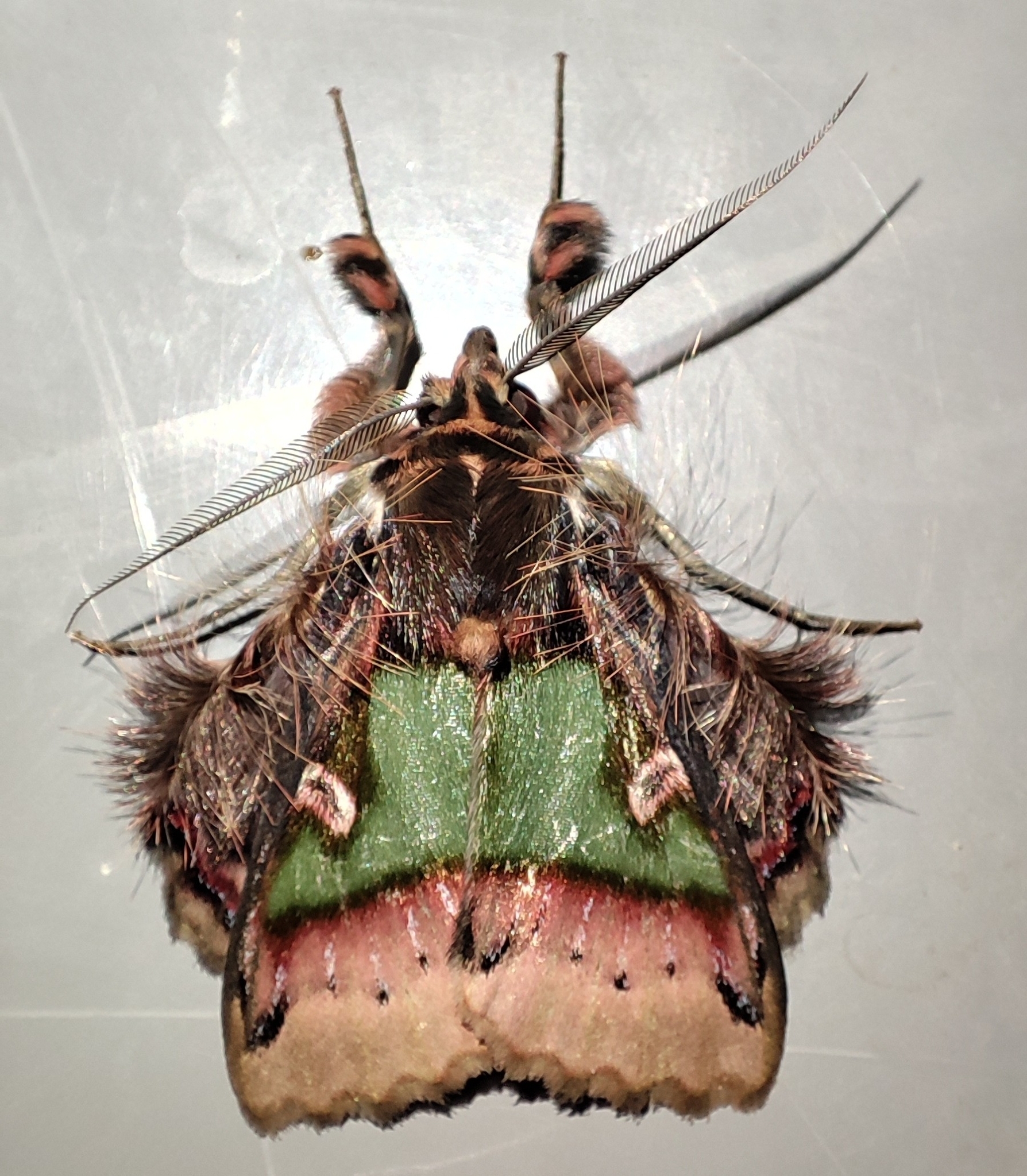 Ceroctena image