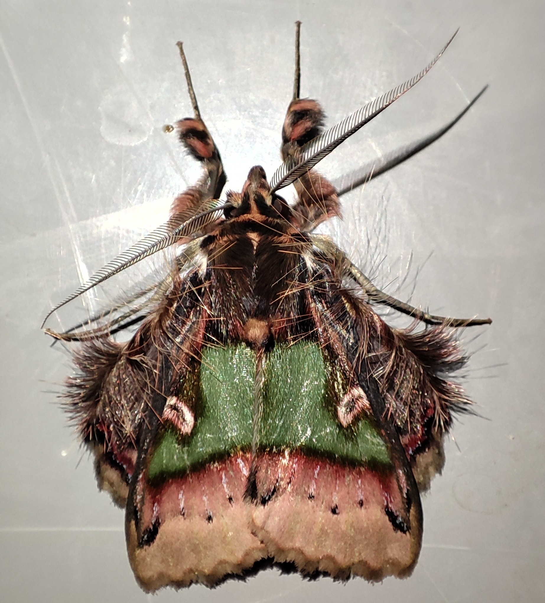 Ceroctena amynta image