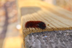 Pyrrharctia isabella