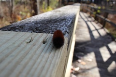 Pyrrharctia isabella