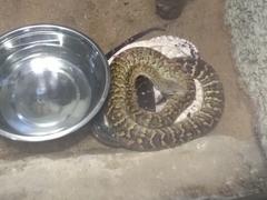 Chilabothrus subflavus