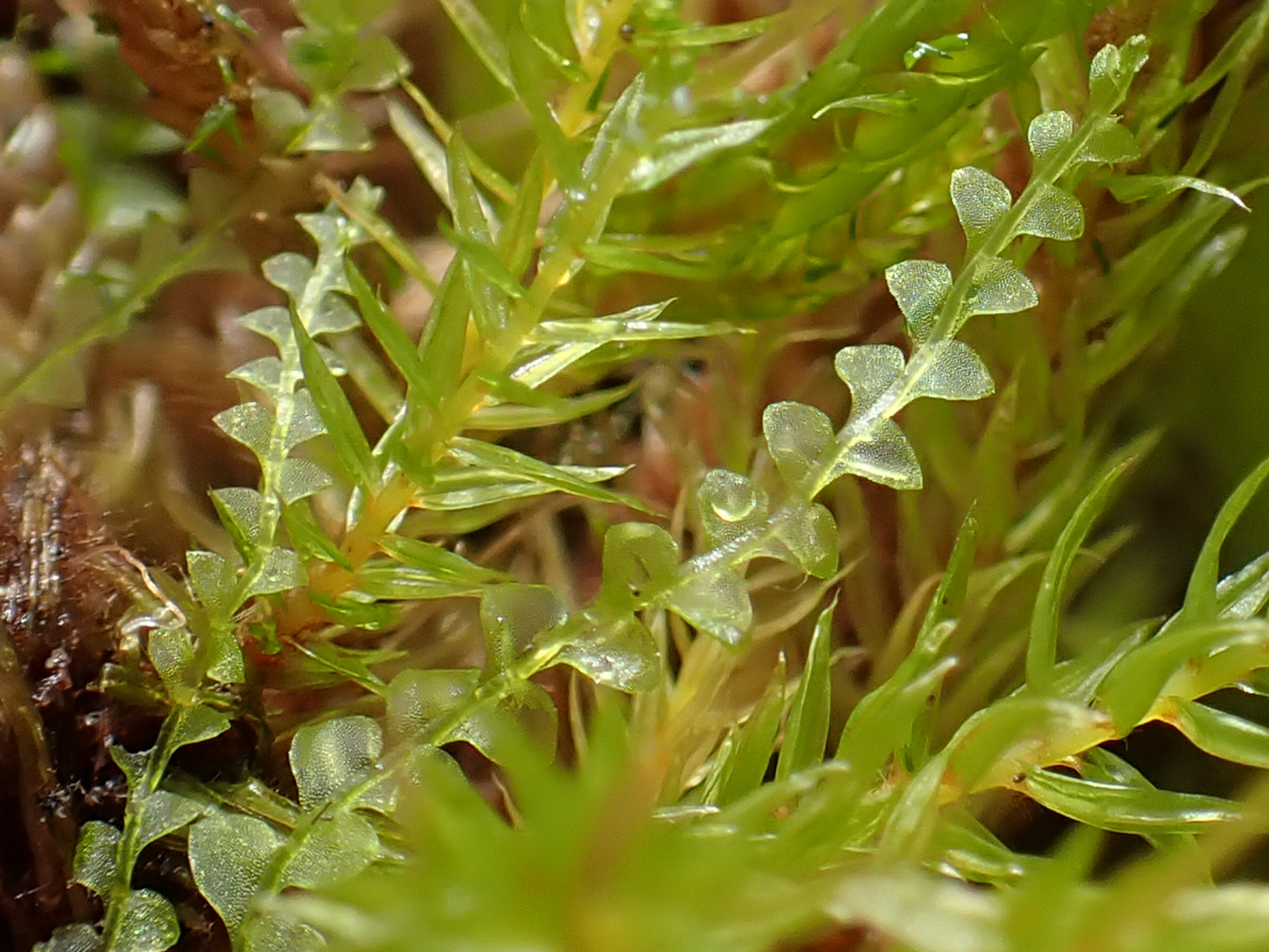Calypogeia sphagnicola