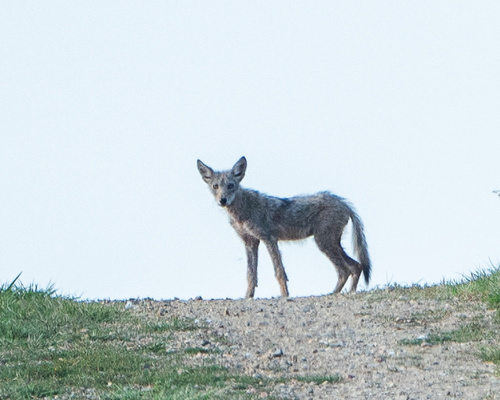 Coyote photographed in Iowa