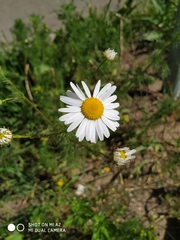 Tripleurospermum inodorum
