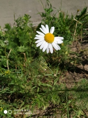 Tripleurospermum inodorum