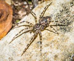 Dolomedes tenebrosus