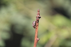 Calligrapha gyllenhali
