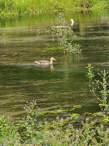 Mallard photographed in South Dakota