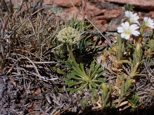 Gamocarpha alpina (Gamocarpha alpina)