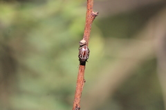 Calligrapha gyllenhali