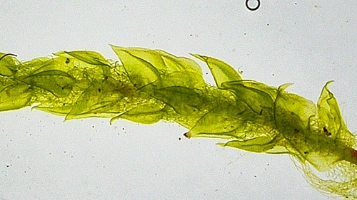 Image of Helodium blandovii by (c) Matt Berger, some rights reserved (CC BY)